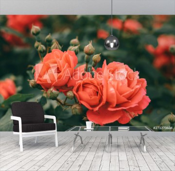 Picture of Beautiful bush of tea roses Spring and summer flower Rose garden Nature and botany theme